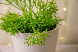 Rhipsalis cereuscula "Cactus coralino"