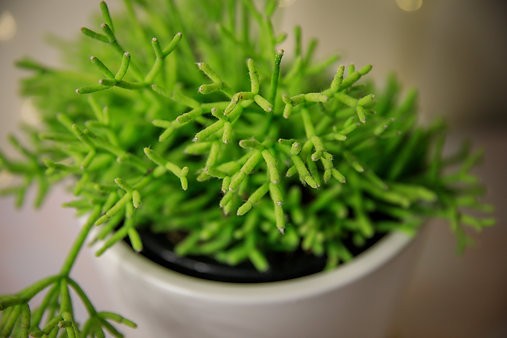 Rhipsalis cereuscula "Cactus coralino"