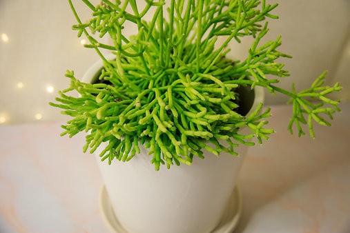 Rhipsalis cereuscula "Cactus coralino"