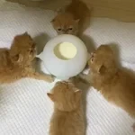 Comedero de simulación para mascotas, resistente a mordeduras