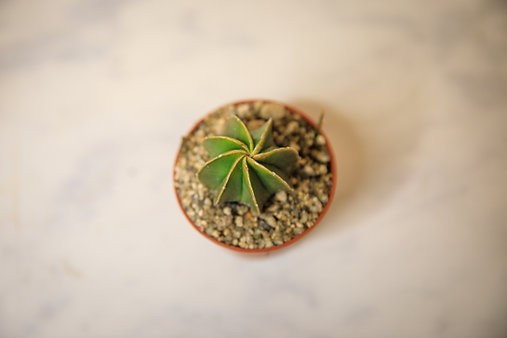 Cactus de sombrero de obispo "Astrophytum myriostigma"