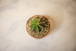 Cactus de sombrero de obispo "Astrophytum myriostigma"