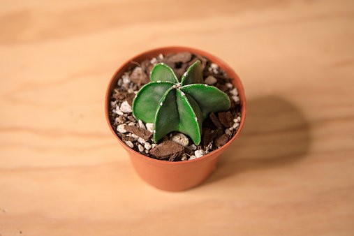 Cactus de sombrero de obispo "Astrophytum myriostigma"