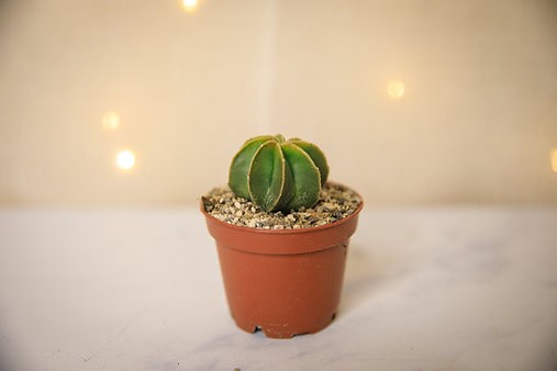 Cactus de sombrero de obispo "Astrophytum myriostigma"