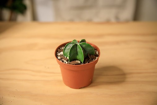 Cactus de sombrero de obispo "Astrophytum myriostigma"