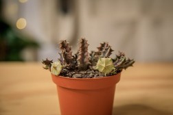 Cactus estrella de mar "Orbea variegata"