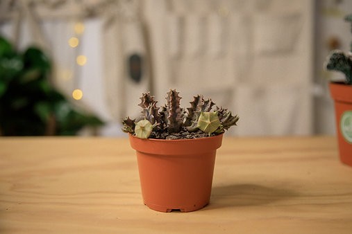 Cactus estrella de mar "Orbea variegata"