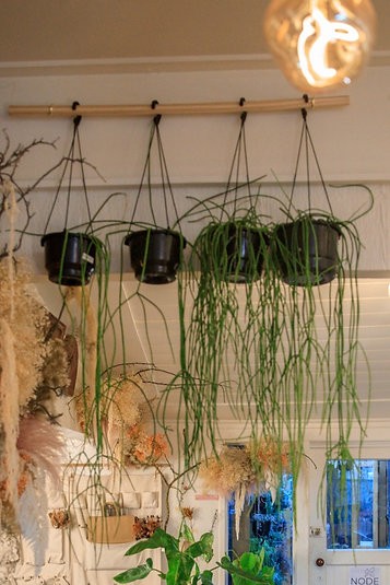 Rhipsalis baccifera "Cactus Espagueti"