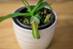 Nepenthes alata "planta carnívora"