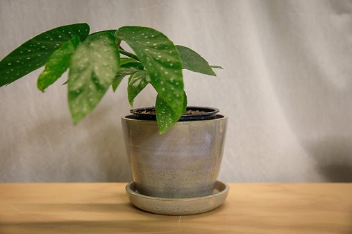 Begonia X corallina 'begonia de alas de ángel'
