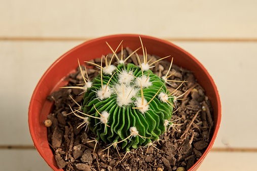 Cactus cerebro - Stenocactus multicostatus