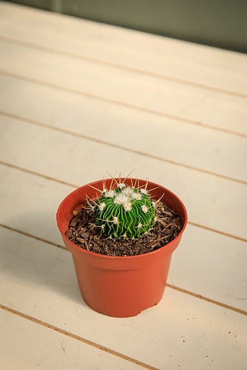 Cactus cerebro - Stenocactus multicostatus