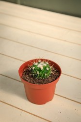 Cactus cerebro - Stenocactus multicostatus