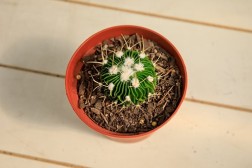 Cactus cerebro - Stenocactus multicostatus