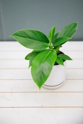 Filodendro Imperial Verde