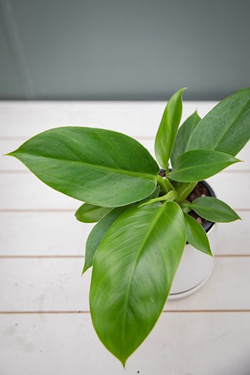 Filodendro Imperial Verde