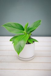 Filodendro Imperial Verde