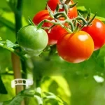 Clips de soporte para plantas (100 piezas)