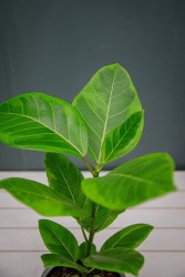 Ficus Altissima "Gema Amarilla"