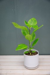 Ficus Altissima "Gema Amarilla"