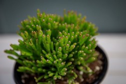 Cactus Huesos Danzantes - Hatiora salicornioides