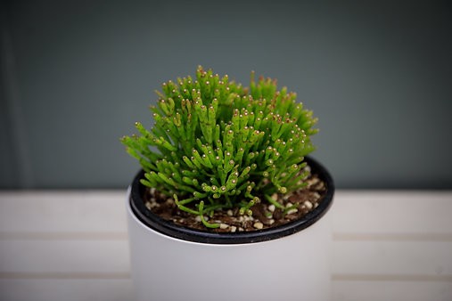 Cactus Huesos Danzantes - Hatiora salicornioides