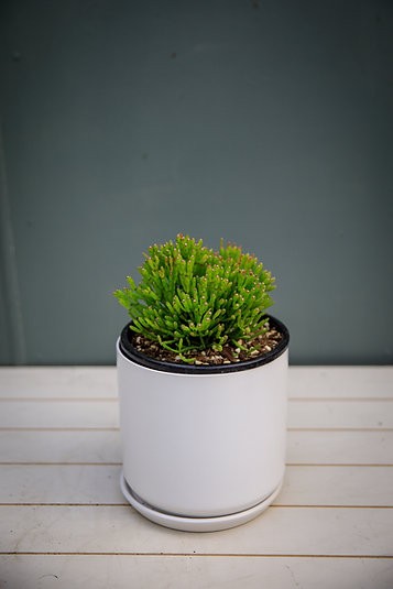 Cactus Huesos Danzantes - Hatiora salicornioides