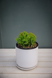 Cactus Huesos Danzantes - Hatiora salicornioides