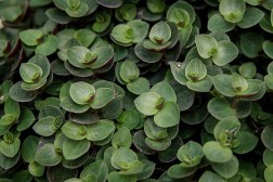 Callisia repens - Burbujas verdes