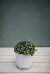 Callisia repens - Burbujas verdes