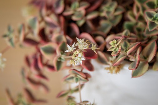 Gatito Calicó - Crassula Marginalis Rubra Variegata
