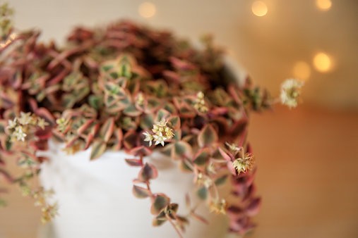 Gatito Calicó - Crassula Marginalis Rubra Variegata