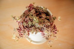 Gatito Calicó - Crassula Marginalis Rubra Variegata