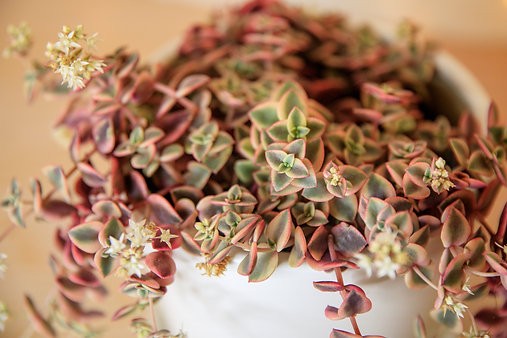 Gatito Calicó - Crassula Marginalis Rubra Variegata
