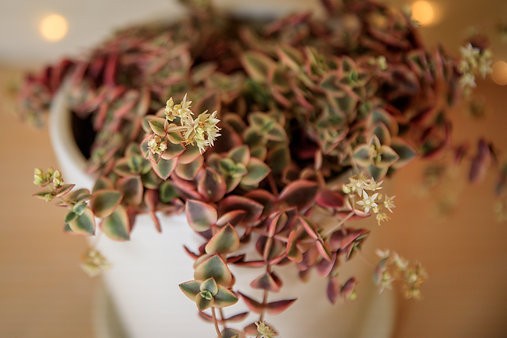 Gatito Calicó - Crassula Marginalis Rubra Variegata