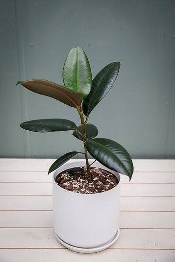 Ficus Elastica "Burgundy" Árbol de caucho