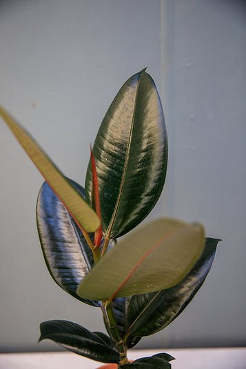 Ficus Elastica "Burgundy" Árbol de caucho