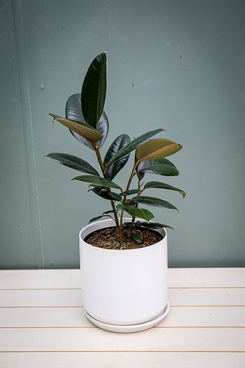Ficus Elastica "Burgundy" Árbol de caucho