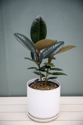 Ficus Elastica "Burgundy" Árbol de caucho