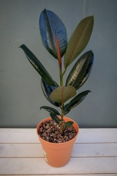 Ficus Elastica "Burgundy" Árbol de caucho