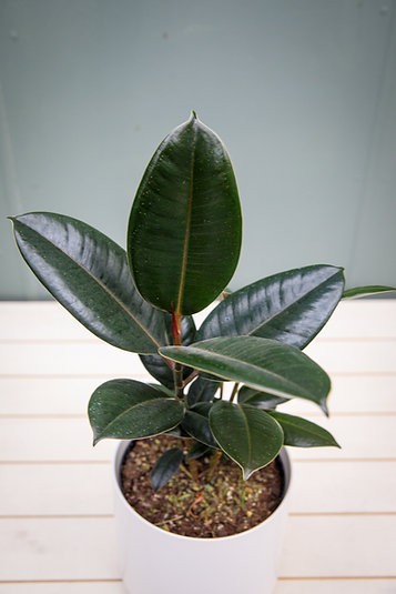 Ficus Elastica "Burgundy" Árbol de caucho