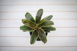 Cordyline Terminalis "Reina del Chocolate"