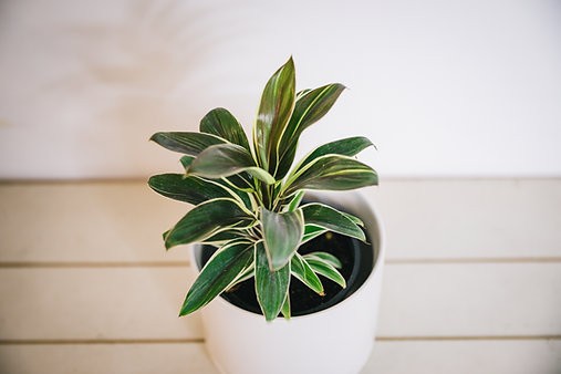 Cordyline Terminalis "Reina del Chocolate"