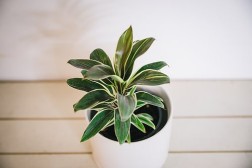 Cordyline Terminalis "Reina del Chocolate"