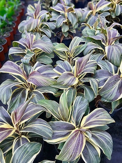Cordyline Terminalis "Reina del Chocolate"