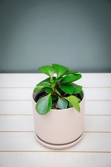 Peperomia Obtusifolia "Borde Rojo"