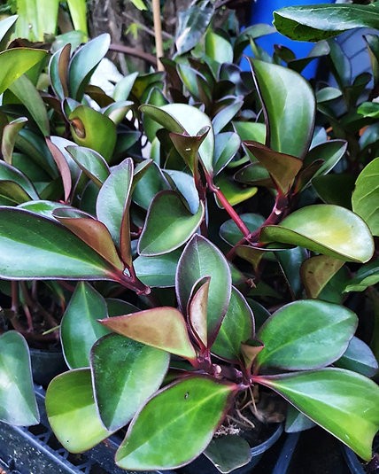 Peperomia Obtusifolia "Borde Rojo"