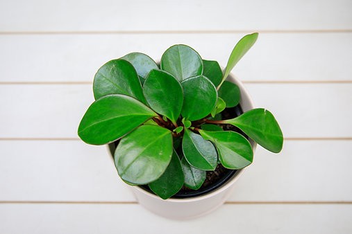 Peperomia Obtusifolia "Borde Rojo"