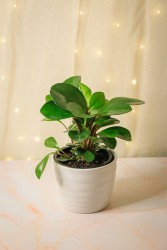 Peperomia Obtusifolia "Borde Rojo"