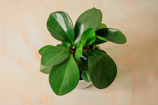 Peperomia Obtusifolia "Borde Rojo"